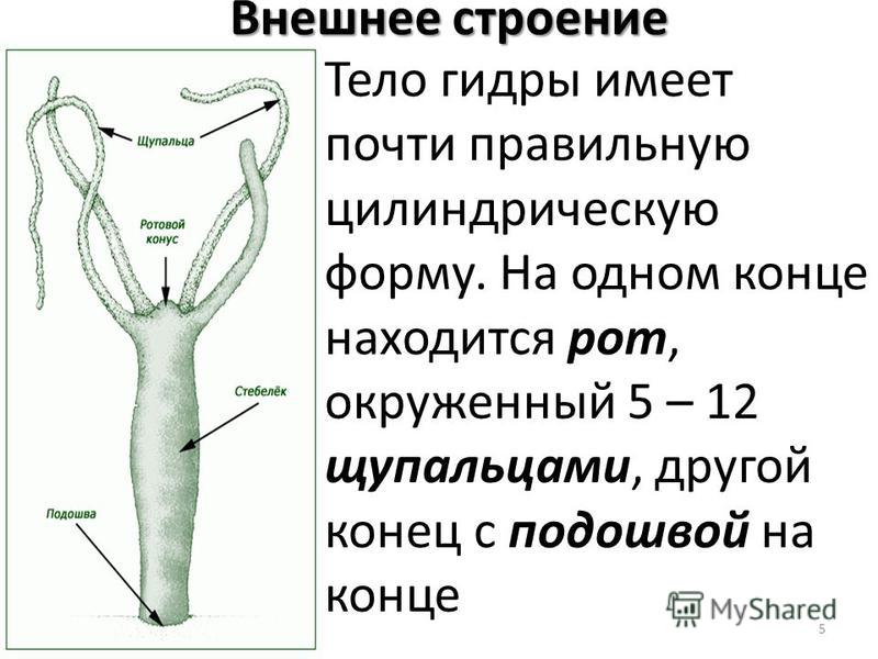 Кракен ссылка настоящая